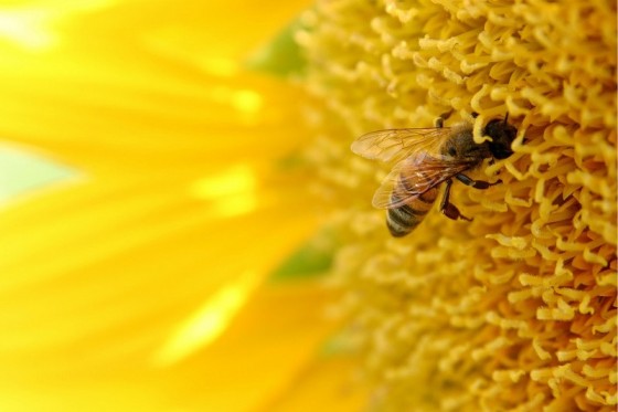Pszczoła_ www.todaysphoto.com
