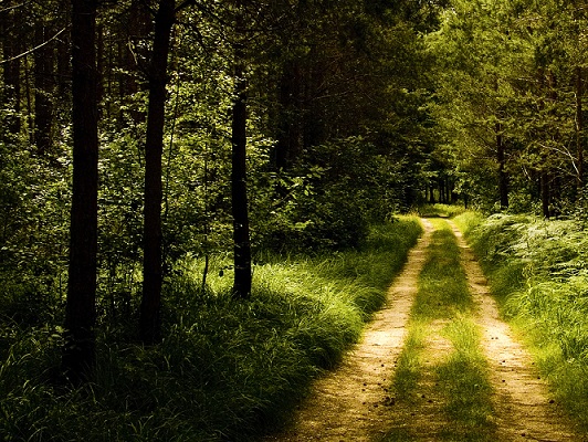 Leśna droga