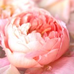 Rose Brosseau - róża mistrza 